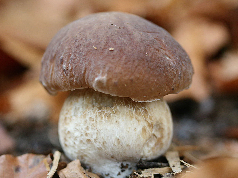 ES TIEMPO DE BOLETUS